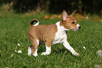 rennender Basenji Welpe