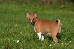 Basenji Welpe