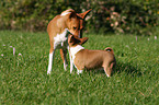 Basenji Welpe