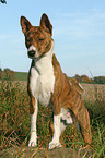 Basenji