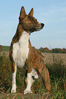 Basenji