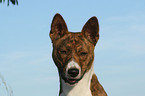 Basenji Portrait