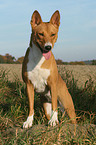 Basenji