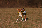 spielender Basenji