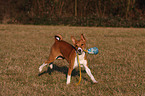 spielender Basenji