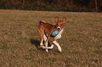 spielender Basenji