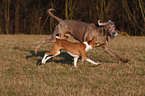 Basenji und Weimaraner