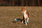 spielender Basenji