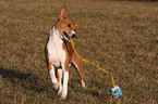 spielender Basenji