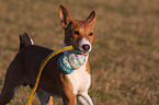 spielender Basenji