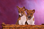 Basenji Welpen