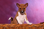 Basenji Welpe