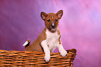 Basenji Welpe