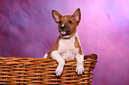 Basenji Welpe