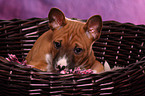 Basenji Welpe