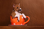 Basenji Welpe