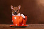 Basenji Welpe