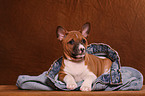 Basenji Welpe