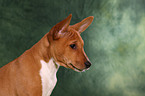 Basenji Welpe