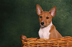 Basenji Welpe