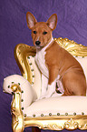 Basenji Welpe