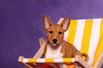 Basenji Welpe