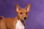 Basenji Welpe