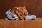 Basenji Welpe