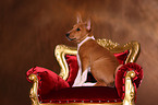 Basenji Welpe