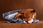 Basenji Welpe