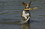 spielender Basenji