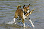 spielender Basenji