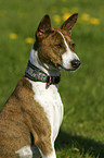 Basenji Portrait