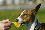 Basenji Portrait