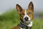 Basenji Portrait