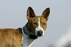 Basenji Portrait