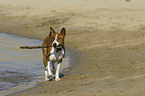 spielender Basenji