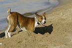 buddelnderBasenji