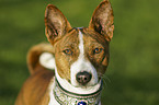 Basenji Portrait