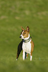 Basenji