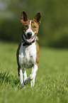 rennender Basenji