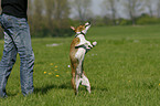 Basenji zeigt Trick