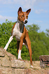 Basenji