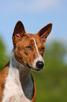 Basenji Portrait