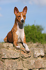 Basenji