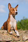 Basenji