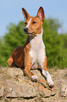 Basenji