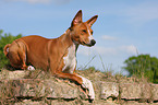 Basenji