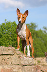 Basenji