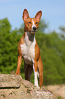 Basenji